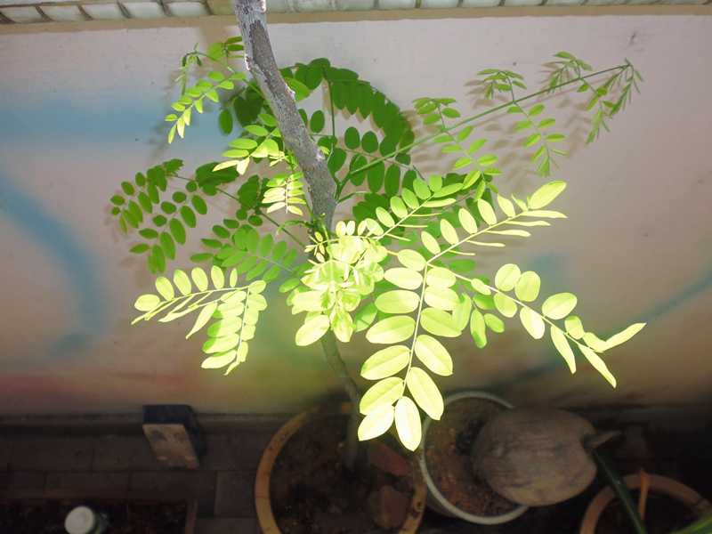 红豆相思生活乐趣