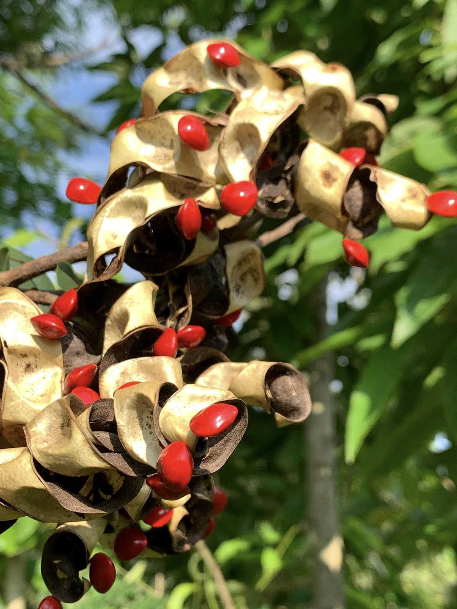 相思豆，予我欢喜和宁静