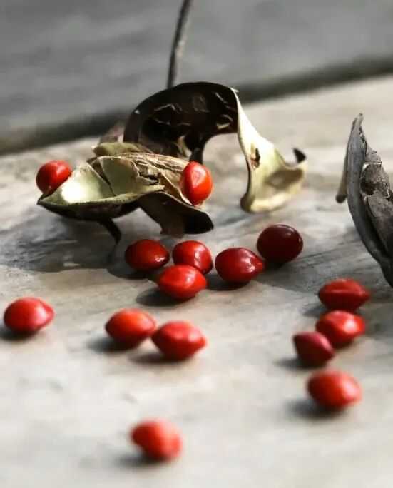 海红豆，一颗相思豆豆